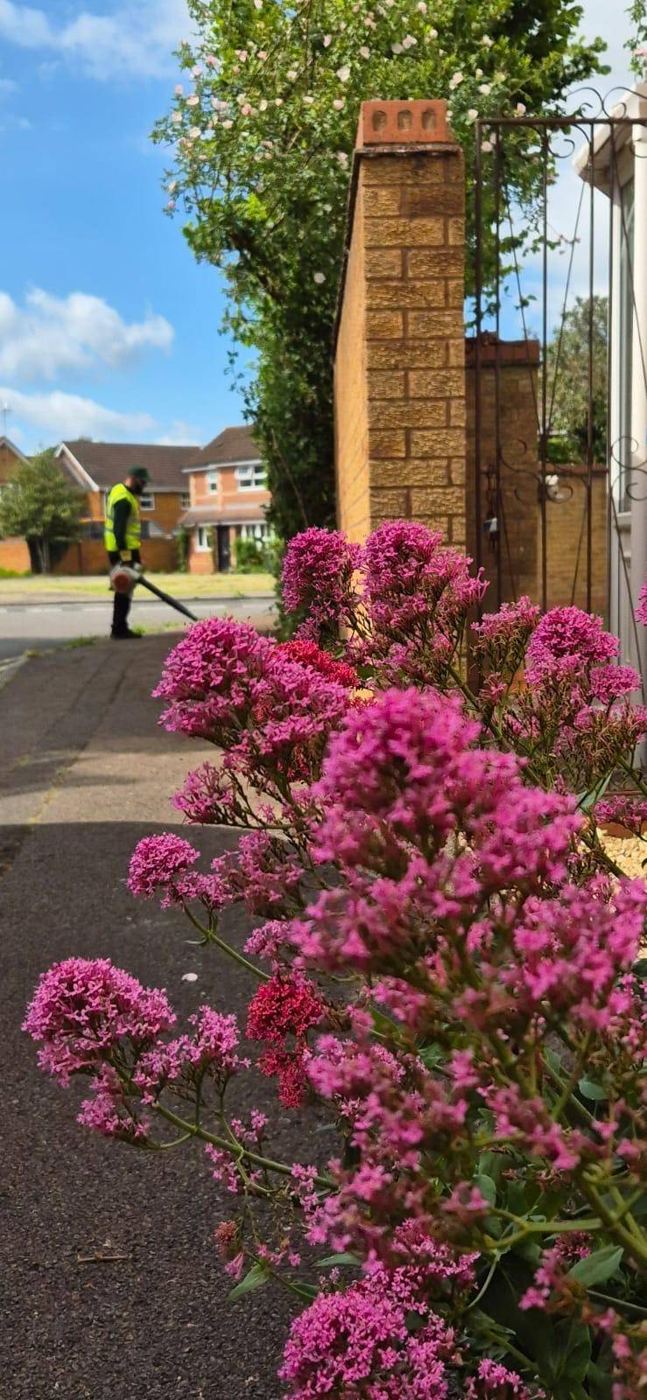 Flowering planting beside a path