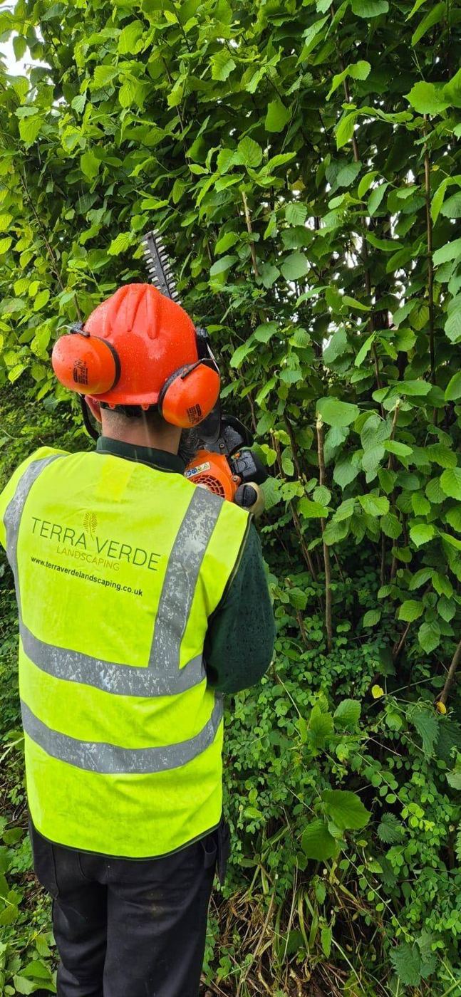 Hedge trimming