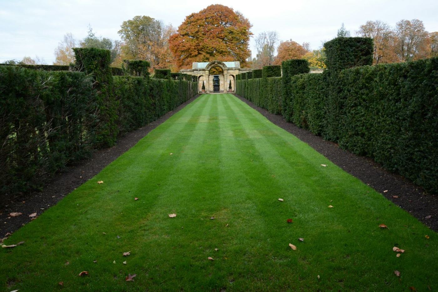 Striped lawn between clipped hedges