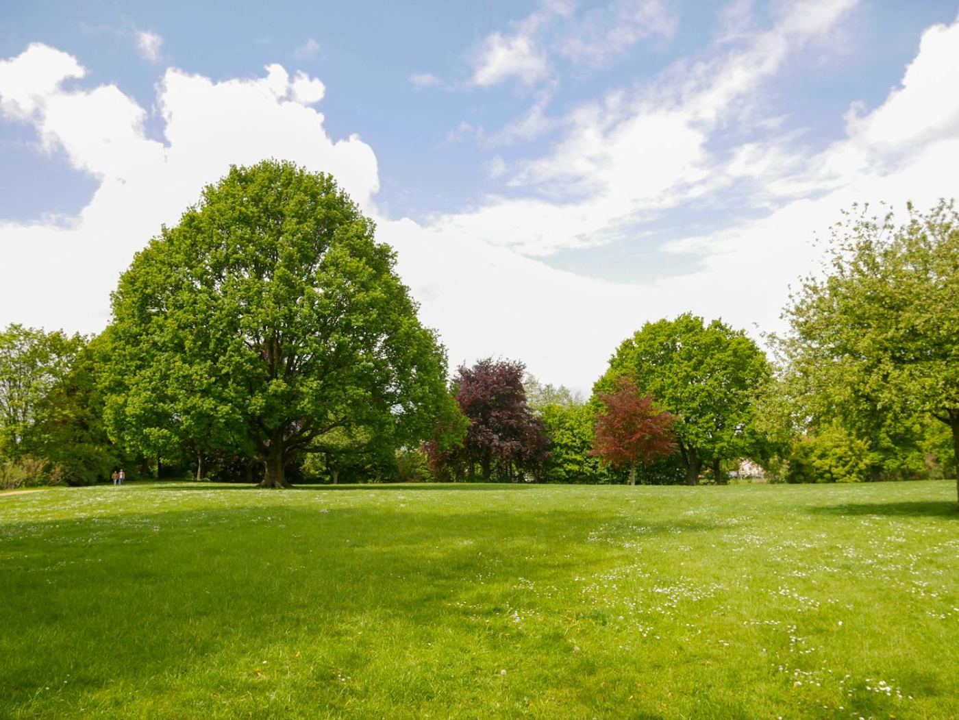 Well-kept open lawn and trees