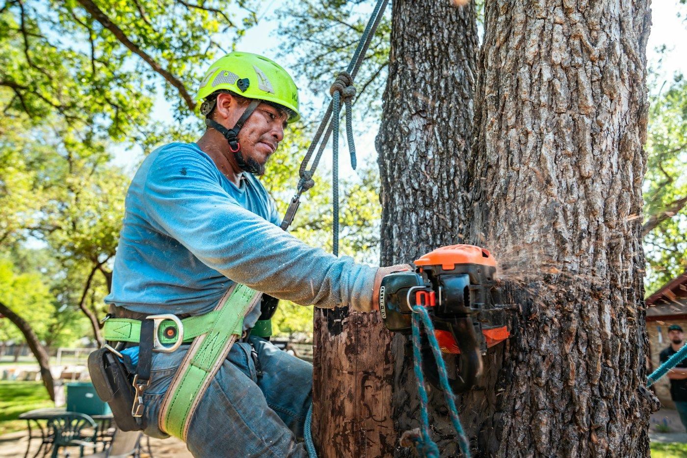 Tree Surgery