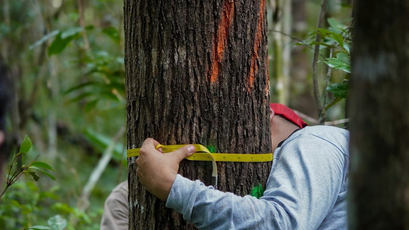 Tree Surveys & Assessments